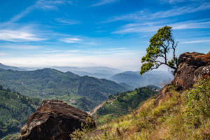 On the hills above Munnar